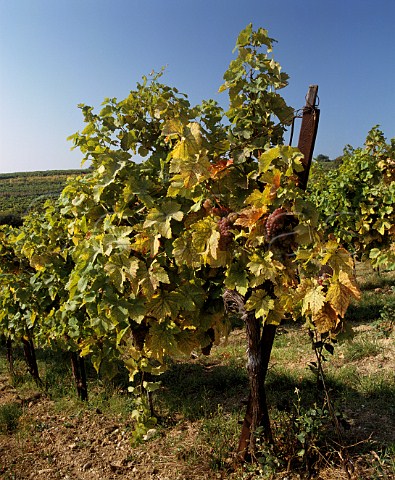 Autumnal vineyard at Gumpoldskirchen south of Vienna Austria  Thermenregion