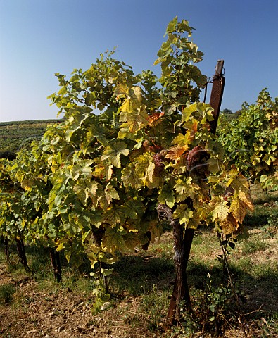 Autumnal vineyard at Gumpoldskirchen south of Vienna Austria  Thermenregion