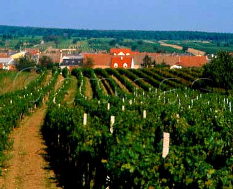 Vineyards around village of StGeorgen near   Eisenstadt Burgenland Austria