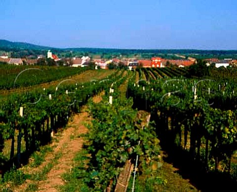 Vineyards around village of StGeorgen near   Eisenstadt Burgenland Austria