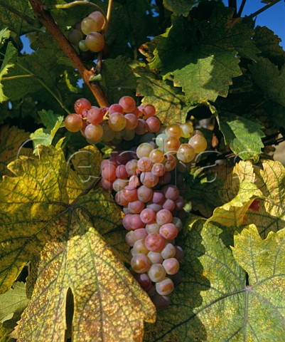 Zierfandler grapes turning red just before harvest Gumpoldskirchen south of Vienna Austria Thermenregion