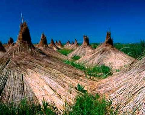 Sedge stacked to dry near Apetlon Burgenland   Austria   Neusiedlersee