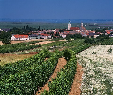Vineyards on the slopes behind Rust with the Neusiedler See beyond Burgenland Austria NeusiedlerseeHugelland