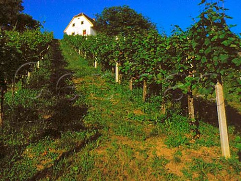 Vineyard of Weingut Klapsch near Gamlitz Styria   Austria Sudsteiermark