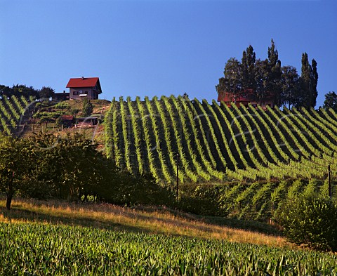 Vineyard near Gamlitz Styria Austria   Sudsteiermark