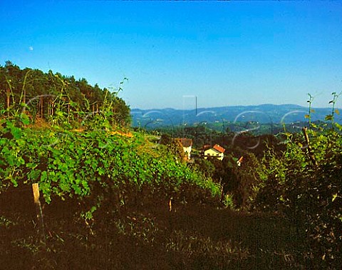 Vineyards near Gamlitz with the hills of Slovenia in   the distance Styria Austria   Sudsteiermark