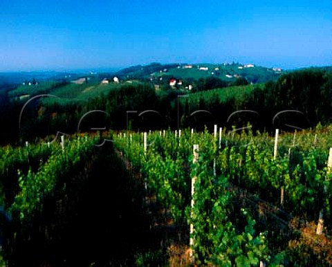 Vineyards near Gamlitz Styria Austria   Sudsteiermark