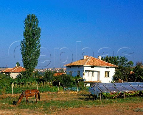 Tobacco drying by house in village near Sandanski   south west Bulgaria