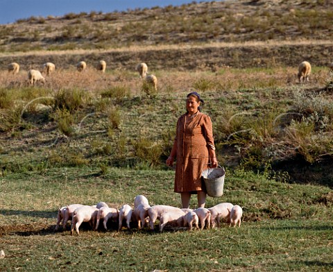 Village woman with piglets  Sandanski southwest Bulgaria