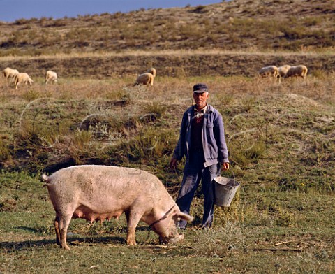 Village man feeding his sow  Sandanski southwest Bulgaria