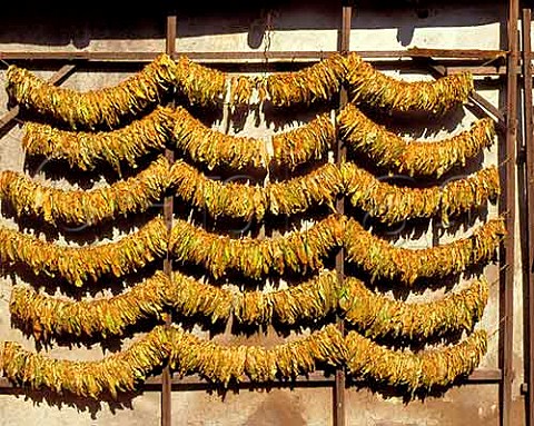 Drying tobacco against the wall of a house is a   common site in Bulgaria Here in Kocherinovo near   Blagoevgrad