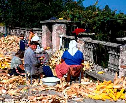 Stripping heads of maize is a common sight in the  villages of Bulgaria