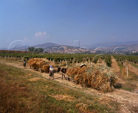 Women leading mule carts by vineyard in the Gavrailovo district near Sliven Bulgaria   East Thracian Valley