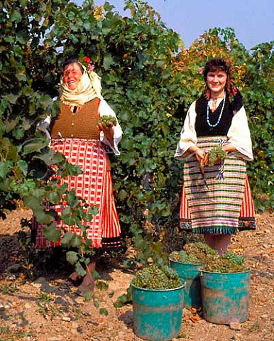 Women in traditional dress harvesting Chardonnay   grapes for Vini Sliven in vineyard at Blatetz   Bulgaria   East Thracian Valley