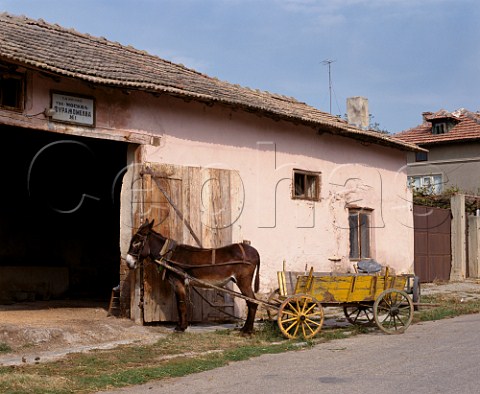 Donkey and cart outside barn in Suhindol   Bulgaria