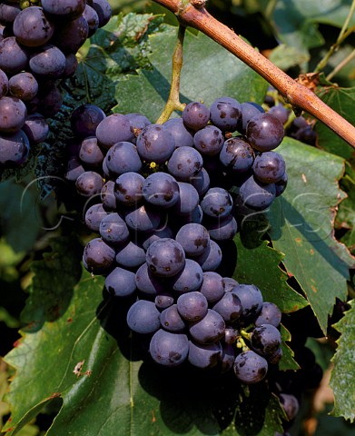 Gamza grapes in vineyard at Suhindol Bulgaria   Also known as Kadarka in Hungary