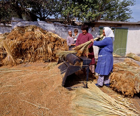 Women beating the seeds from millet using a machine the stalks are used for making brushes Kralevo near Shumen Bulgaria
