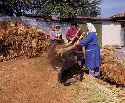 Women beating the seeds from millet using a machine the stalks are used for making  brushes Kralevo near Shumen Bulgaria