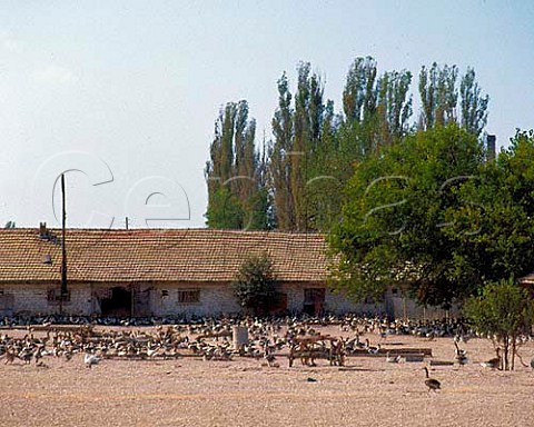 Geese at Khan Krum near Shumen Bulgaria