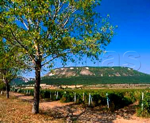 Vineyards in Khan Krum microregion near Shumen  Bulgaria   Black Sea region