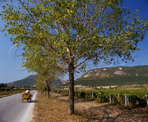Mule cart on road by vineyard near Khan Krum Shumen region Bulgaria Danubian Plain