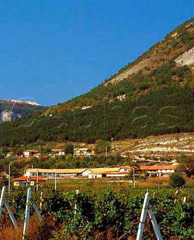 Vineyards in the Khan Krum microregion near Shumen   in eastern Bulgaria   Black Sea region