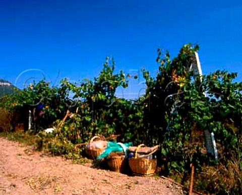 Pickers lunch baskets by vineyard near Shumen  Bulgaria         Khan Krum  Black Sea region