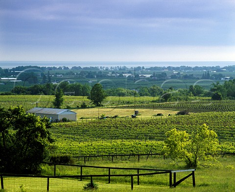 Vineyards northfacing with Lake Ontario in distance Beamsville Niagara Peninsula Canada