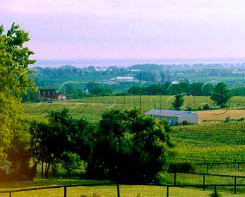 Vineyards northfacing near Beamsville with Lake Ontario in the background Niagara Peninsula Canada