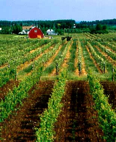 Vineyards near Beamsville with Lake Ontario just   visible between the trees Ontario province Canada  Niagara Peninsula