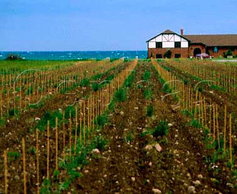 New vineyard northfacing on shore of Lake Ontario Konzelmann Estate Winery StCatherines Niagara Peninsula   Canada