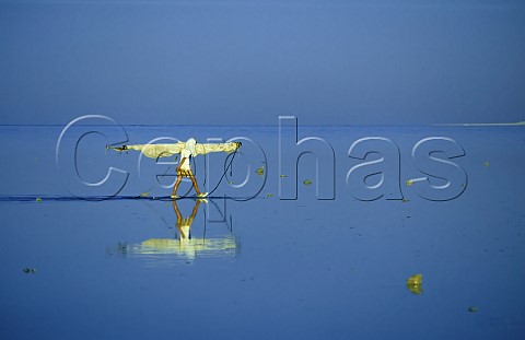 Fisherman carrying mast and sail back to   shore  Hurghada on the Red Sea coast of Egypt