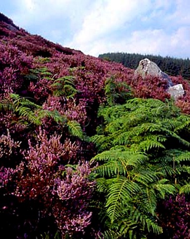 Heather and bracken in the Wicklow Mountains County   Wicklow Eire