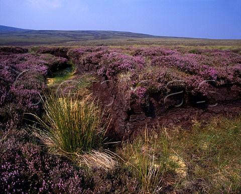 Heather flowering on peat bog in the Wicklow   Mountains County Wicklow Eire