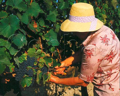 Picking grapes in vineyard near Mussidan  Dordogne France