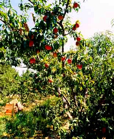 Peach tree  Provence France