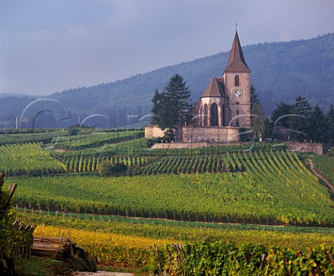 15thcentury fortified church surrounded by   vineyards at Hunawihr HautRhin France    Alsace