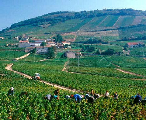 Harvesting Gamay grapes on the slopes of  Mont Brouilly at Brouilly Rhne France   Cte de Brouilly  Beaujolais