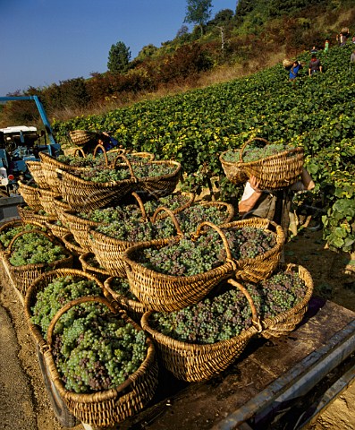 Harvesting Aligot grapes into traditional wicker   baskets at PernandVergelesses Cte dOr France    Cte de Beaune