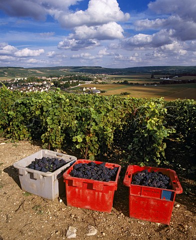 Boxes of harvested Pinot Meunier grapes from   vineyard of Baron Albert above the Marne valley at   CharlysurMarne Aisne France  MarnelaValle    Champagne