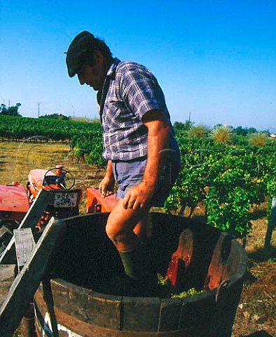 Treading down harvested Muscadelle grapes destined   for the local cooperative  Near Mussidan Dordogne   France