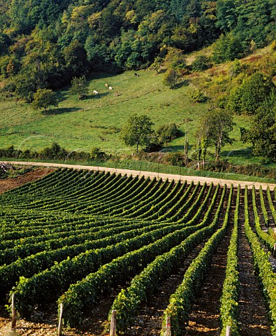 Sauvignon Blanc vineyard near Bu Cher France    AC Sancerre