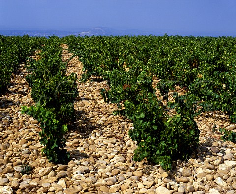 Galettecovered vineyard ChteauneufduPape   Vaucluse France