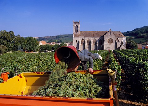 Harvesting Chardonnay grapes in vineyard by the   church of Fuiss SaneetLoire France   PouillyFuiss  Mconnais