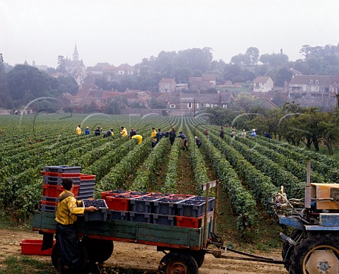 Harvesting Pinot Noir grapes at Rully   SaneetLoire France   Cte Chalonnaise