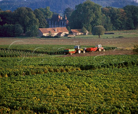 Harvest time in vineyard near MontagnylsBuxy   SaneetLoire France Montagny  Cte Chalonnaise