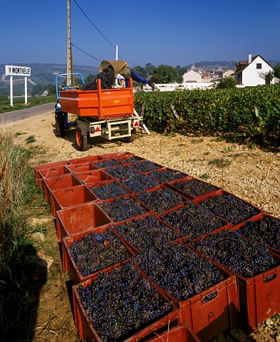 Boxes of harvested Pinot Noir grapes at Monthelie   Cte dOr France   Cte de Beaune