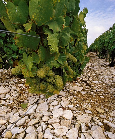 Chardonnay vines on the limestone soil   Kimmeridgean clay of Chablis Yonne France