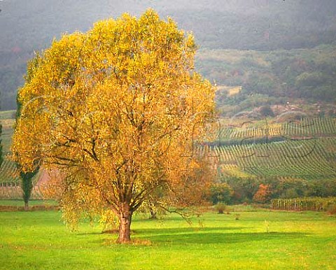 Tree in meadow with vineyards on the slopes beyond   Near Dieffenthal BasRhin France    Alsace
