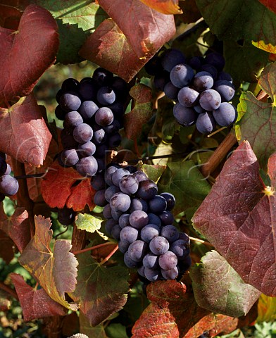Trousseau grapes MontignylsArsures Arbois Jura France